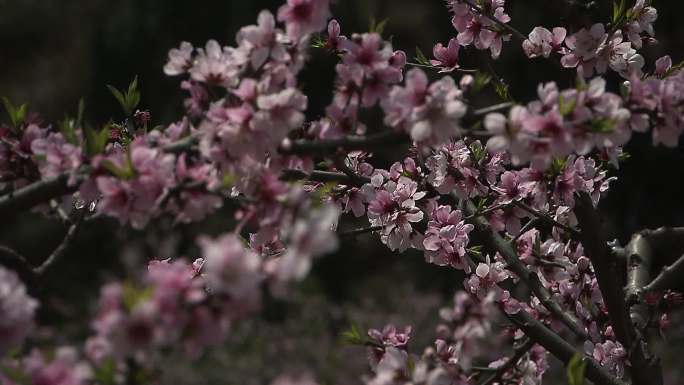 桃树桃花