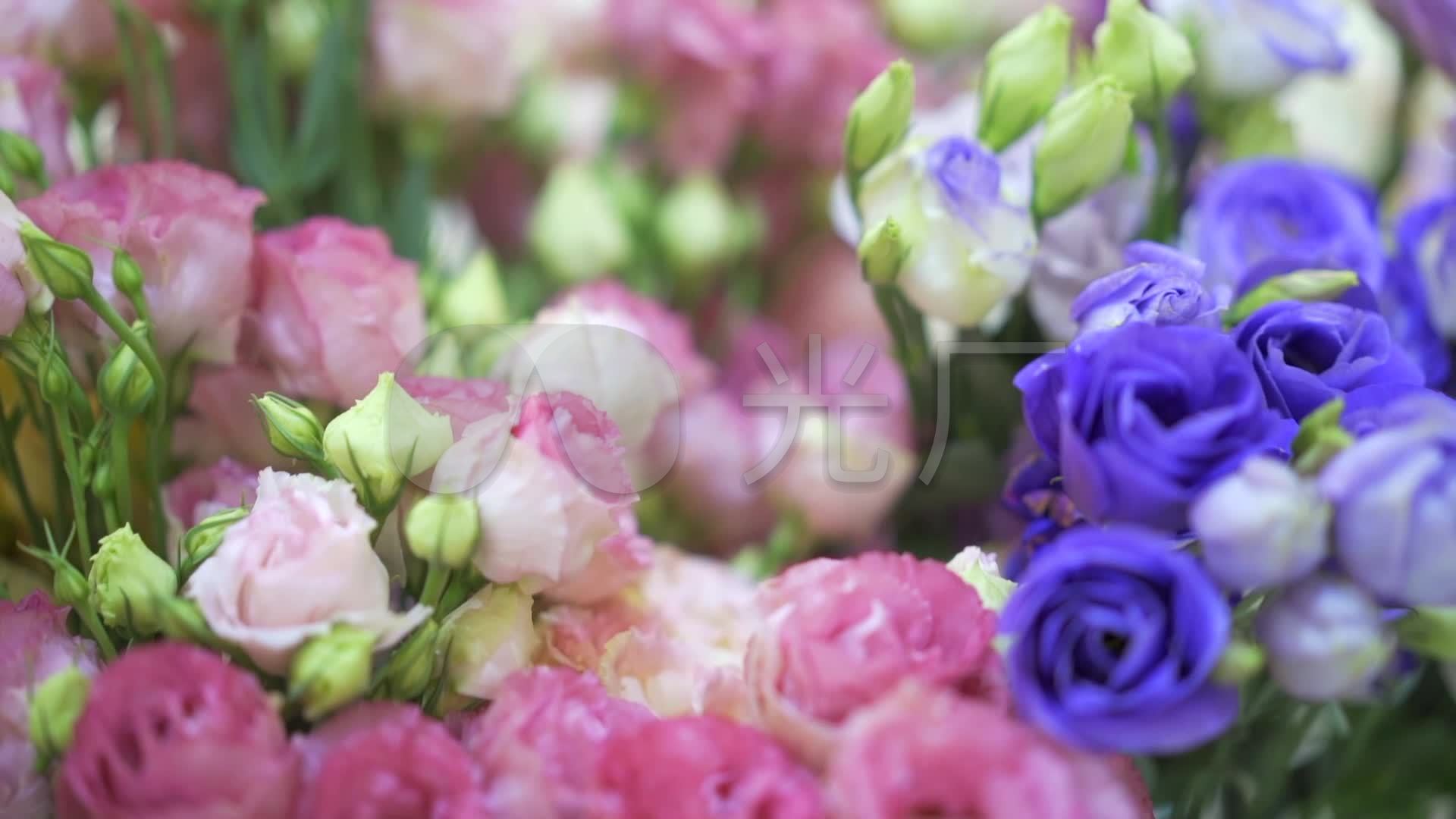 4K实拍盛开鲜艳的牡丹花卉鲜花视频视频特效素材-千库网