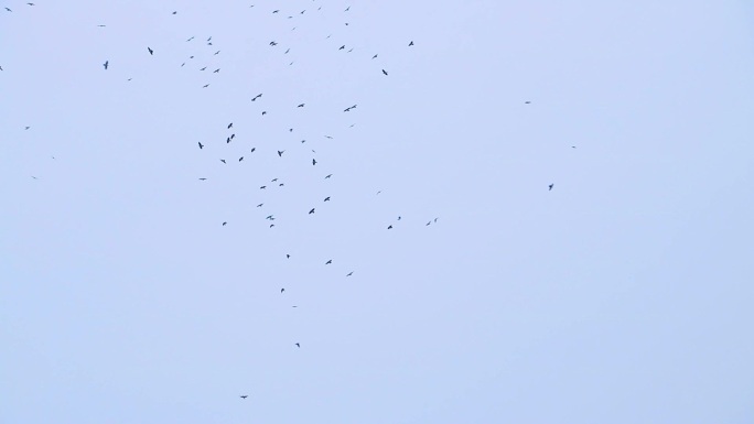 空中盘旋的群鸟