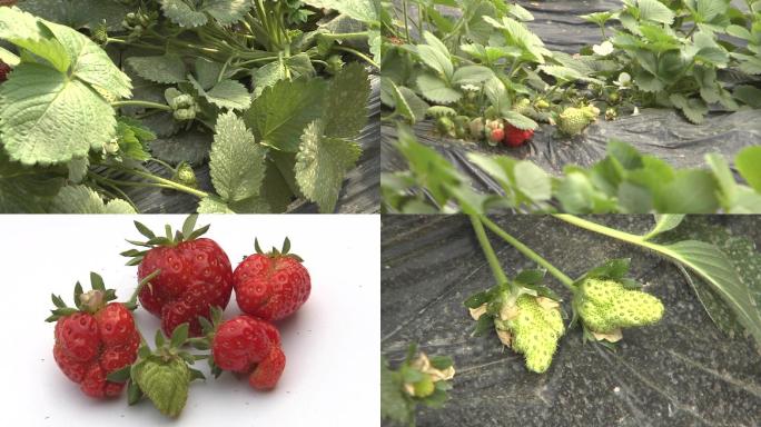 草莓畸形果