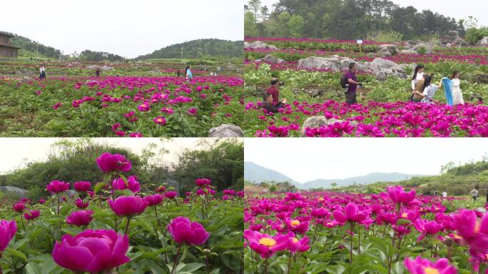 芍药中药材芍药花赏花