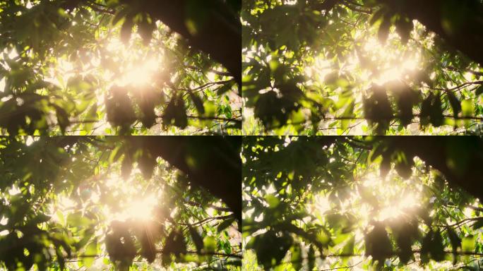 4K透过树叶间隙的耀眼阳光01