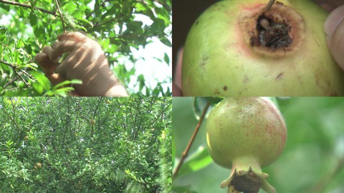 石榴套袋疏果掏花蕊堵花萼打药套