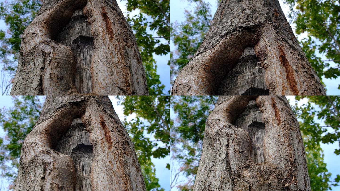 树木伤疤保护森林保护植物生态移轴