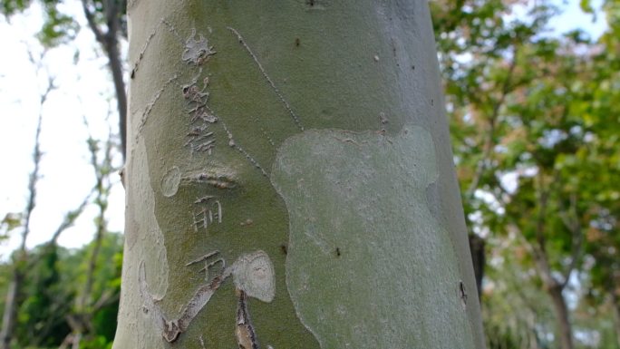 树木刻字不文明行为破坏树木树木伤疤