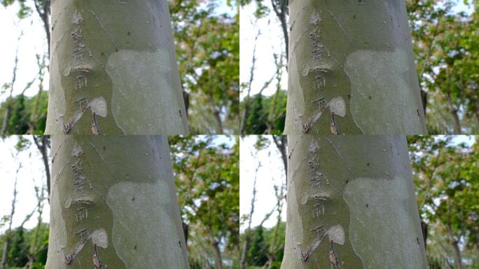 树木刻字不文明行为破坏树木树木伤疤