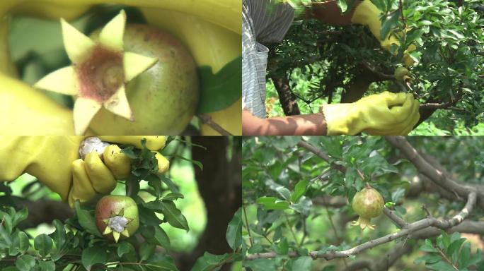 石榴套袋疏果掏花蕊堵花萼打药套