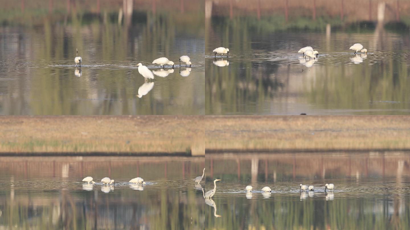 水中的白琵鹭4K视频素材
