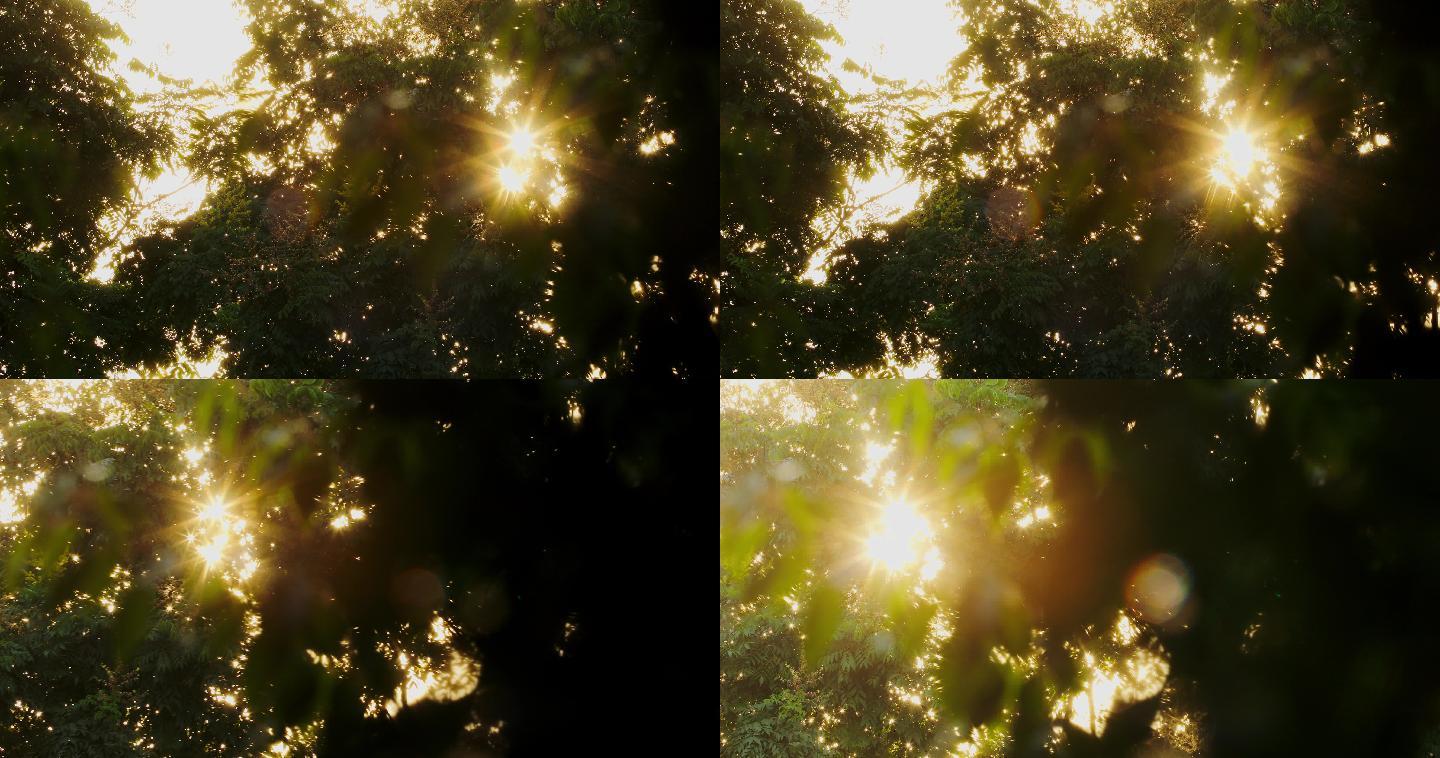 4K透过树叶间隙的耀眼阳光08