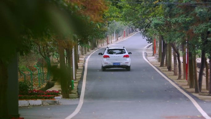 汽车驶过林荫道路