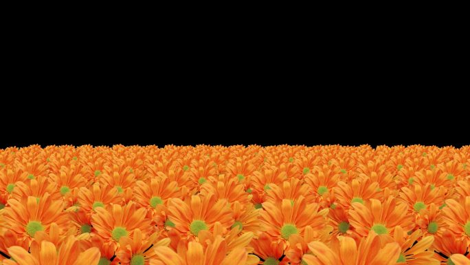 黄色菊花透明通道视频