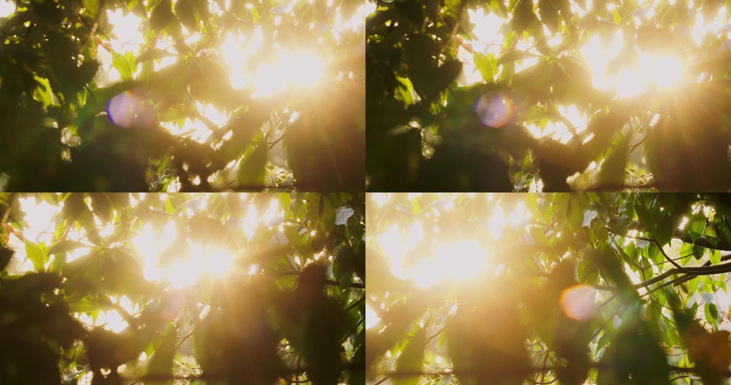 4K透过树叶间隙的耀眼阳光04