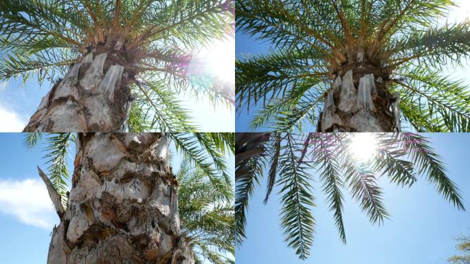 棕榈树_热带海边树木