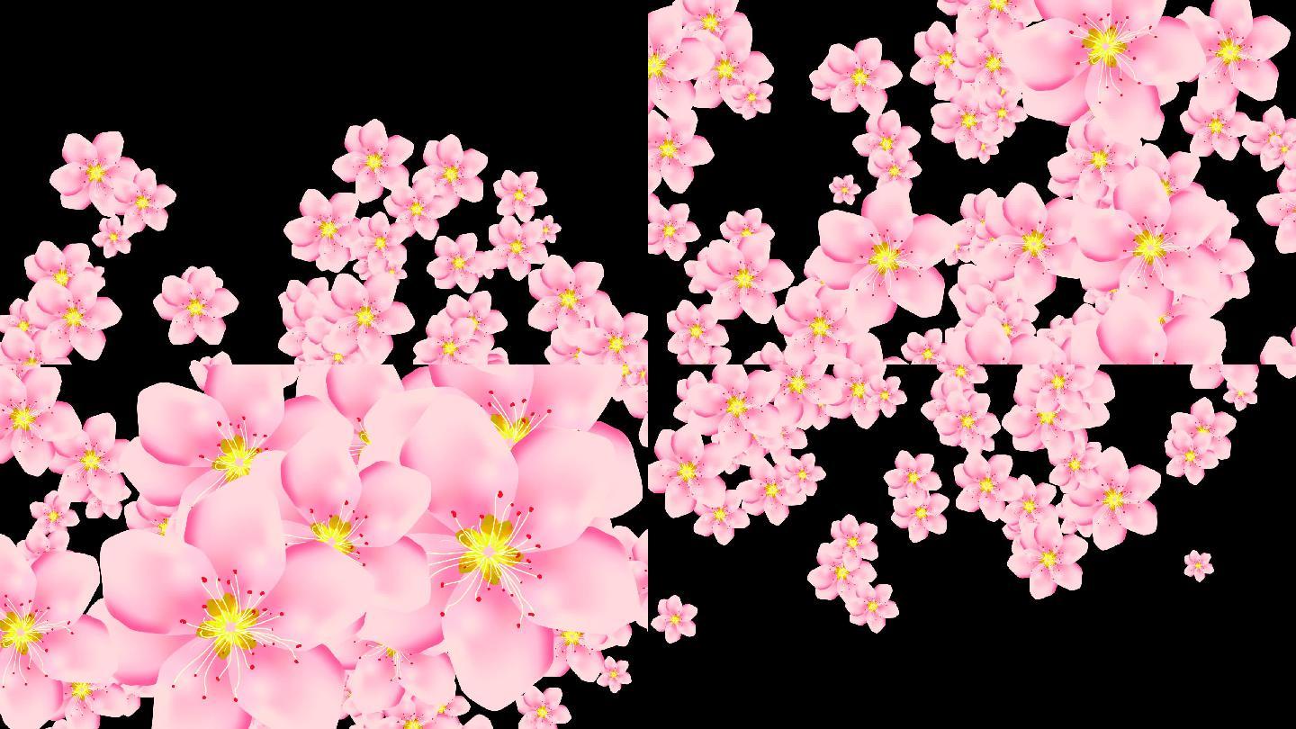 桃花花朵转场-alpha通道