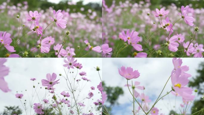 美丽的格桑花花开鲜花花朵开放