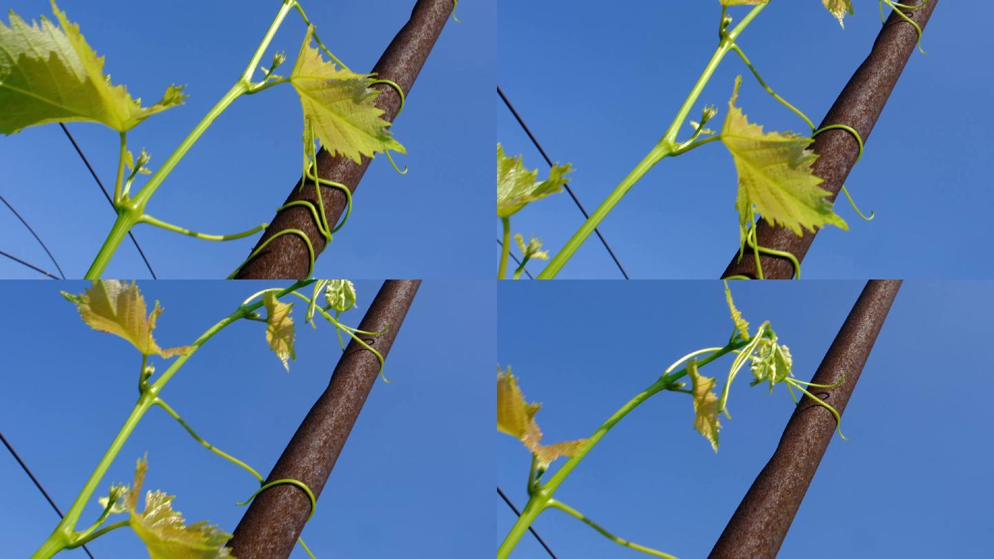 藤蔓唯美空镜头植物特写植物根茎