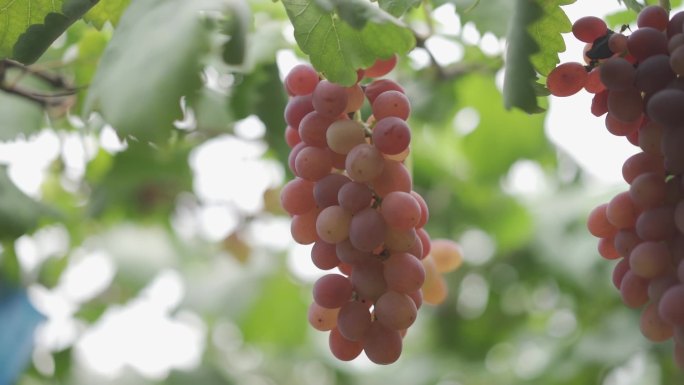 多品种美丽的葡萄