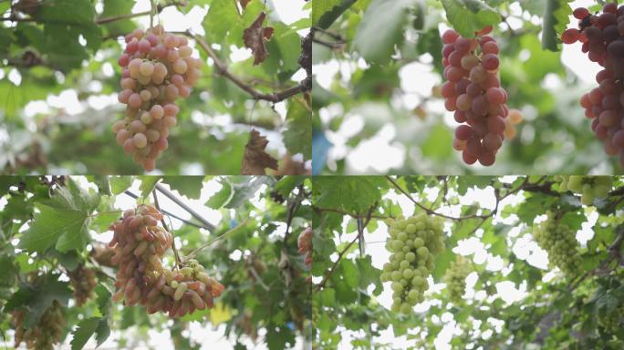 多品种美丽的葡萄