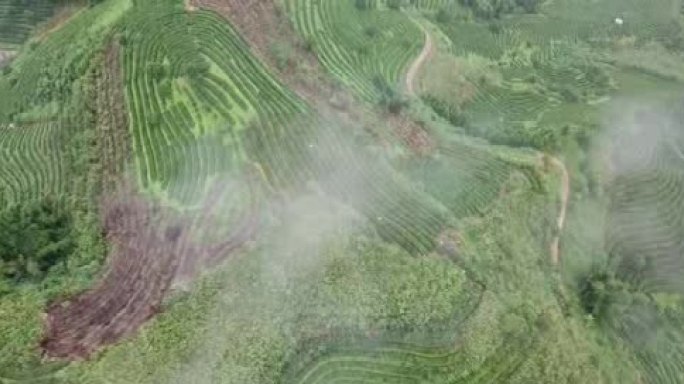 航拍云南普洱满山遍野茶树雨后云雾翠绿茶叶