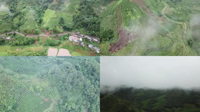 航拍云南普洱满山遍野茶树雨后云雾翠绿茶叶