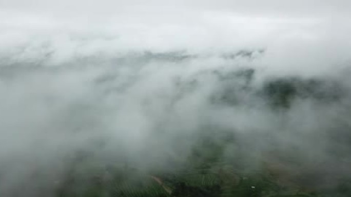 航拍普洱茶山雨过天晴云雾缭绕漫山遍野青翠