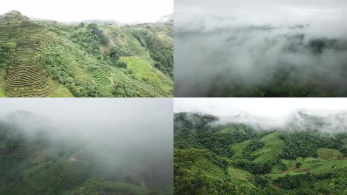 航拍普洱茶山雨过天晴云雾缭绕漫山遍野青翠