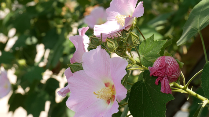 芙蓉花