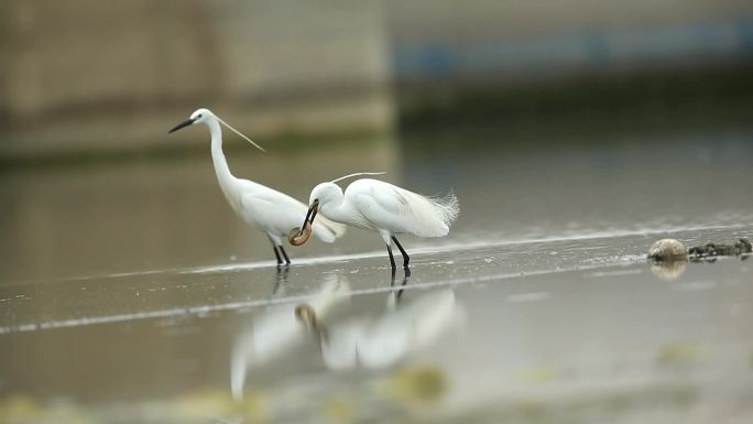 白鹭夜鹭抓泥鳅视频素材