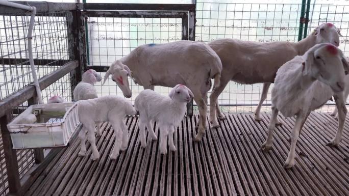 奶羊肉羊山羊养殖场高清素材
