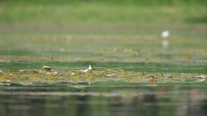 鸟飞翔的水禽河滩白鹭