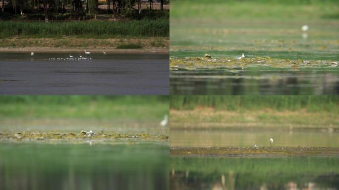 鸟飞翔的水禽河滩白鹭
