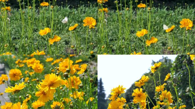 蜜蜂油菜花春天采花蜜花朵童年