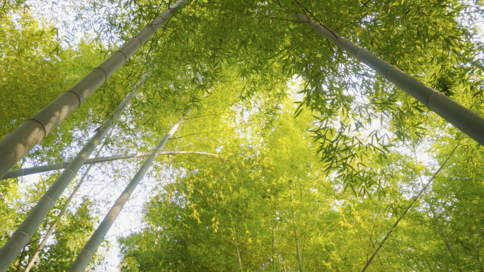 4K竹子-竹林-自然竹林竹海