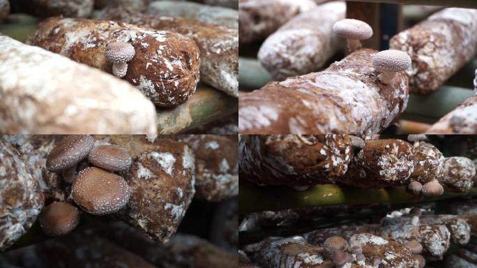 大棚香菇种植高清实拍素材