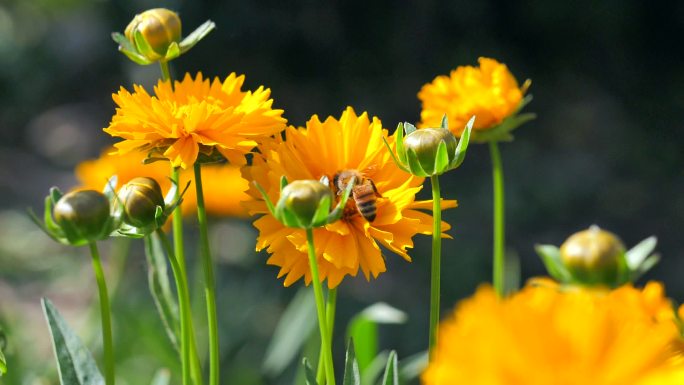 蜜蜂油菜花春天采花蜜花朵童年