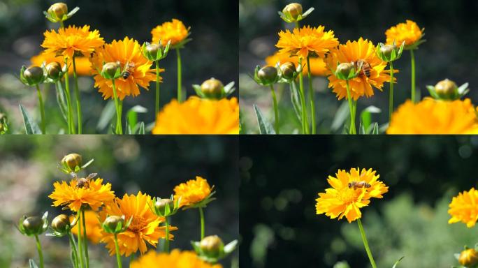 蜜蜂油菜花春天采花蜜花朵童年