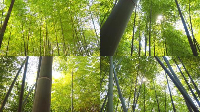 竹林-竹子-清新自然