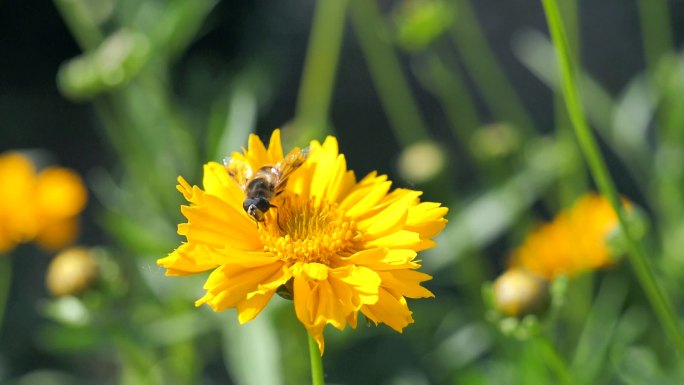 蜜蜂油菜花春天采花蜜花朵童年