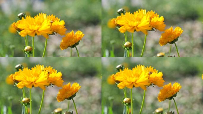 蜜蜂油菜花春天采花蜜花朵童年