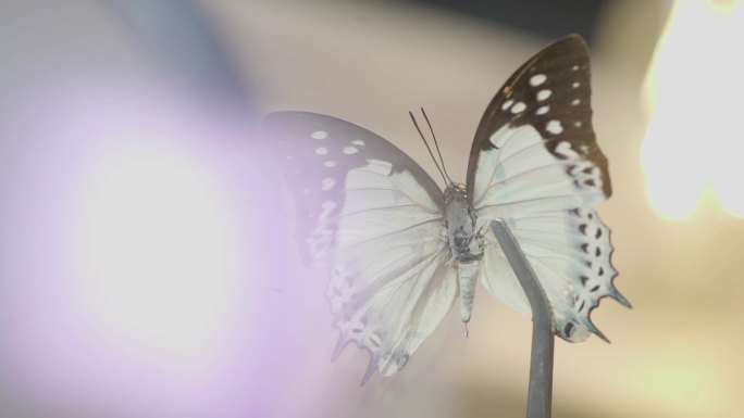 蝴蝶实验标本实拍
