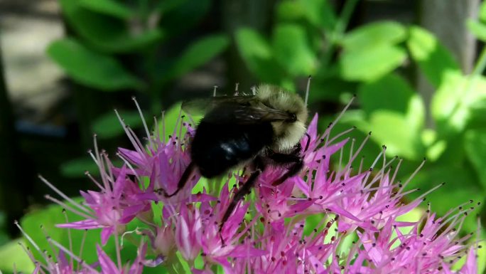 蜜蜂采蜜花朵蜜蜂采蜜