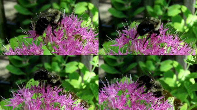 蜜蜂采蜜花朵蜜蜂采蜜