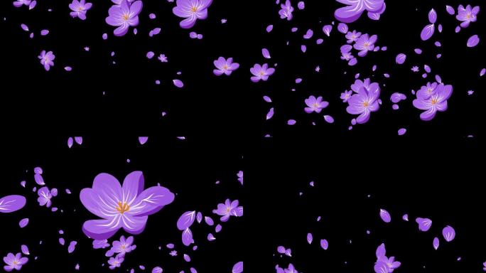 紫色手绘小花花朵转场-alpha通道