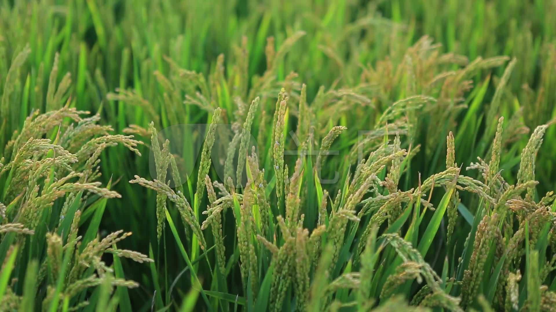 田地间生长的水稻稻穗照片摄影图片_ID:427531651-Veer图库