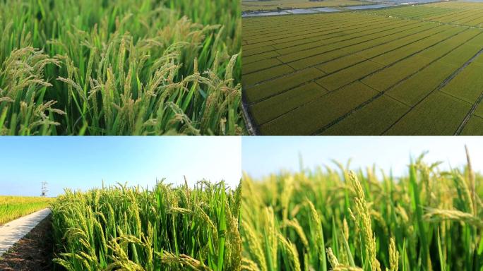 稻米、大米、稻穗、粮食、稻田、稻谷