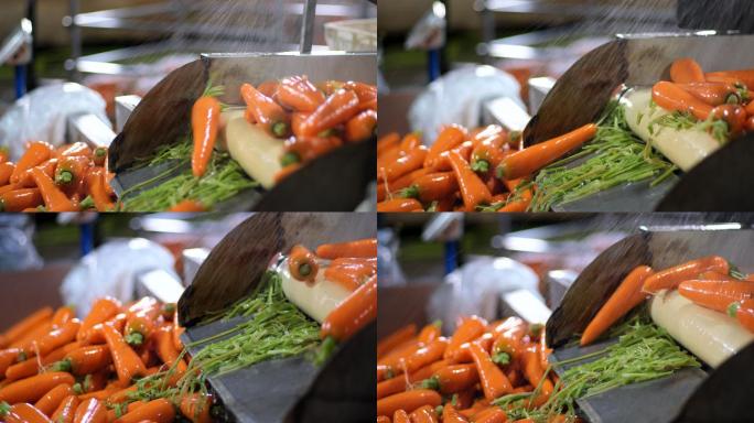 蔬菜胡萝卜加工清洗4k