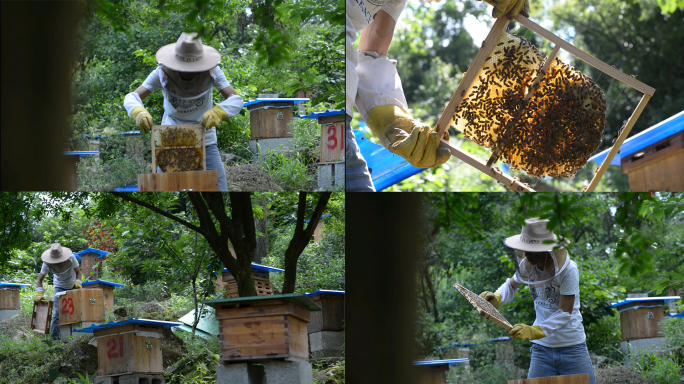 农村养蜂人，取蜂蜜