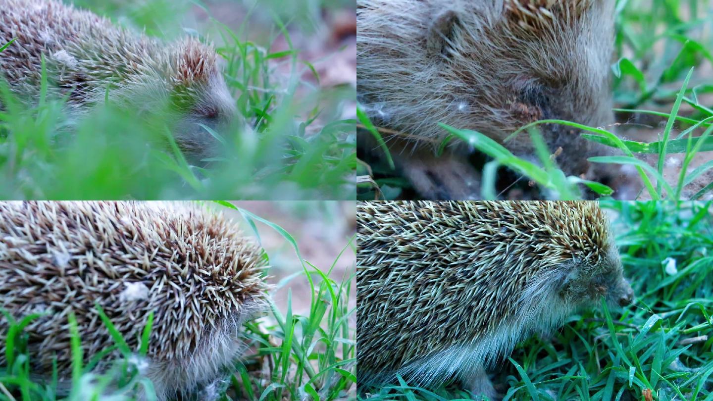 受伤的刺猬