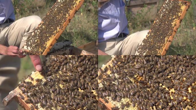 蜜蜂养殖蜜蜂