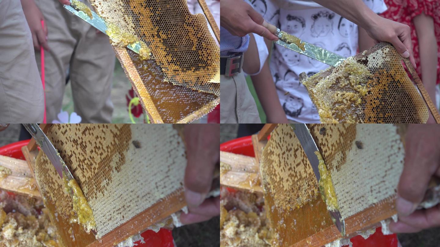 蜜蜂割蜂蜜